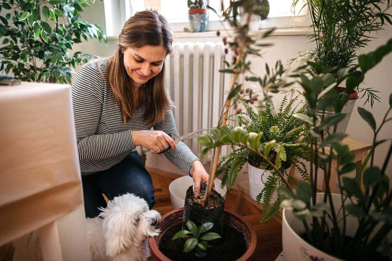 woman planting houseplants