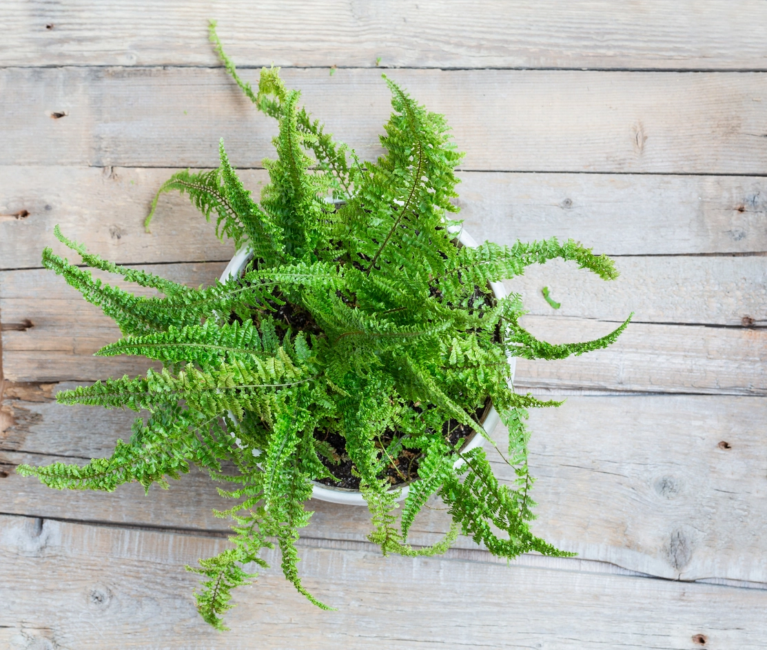 Boston fern