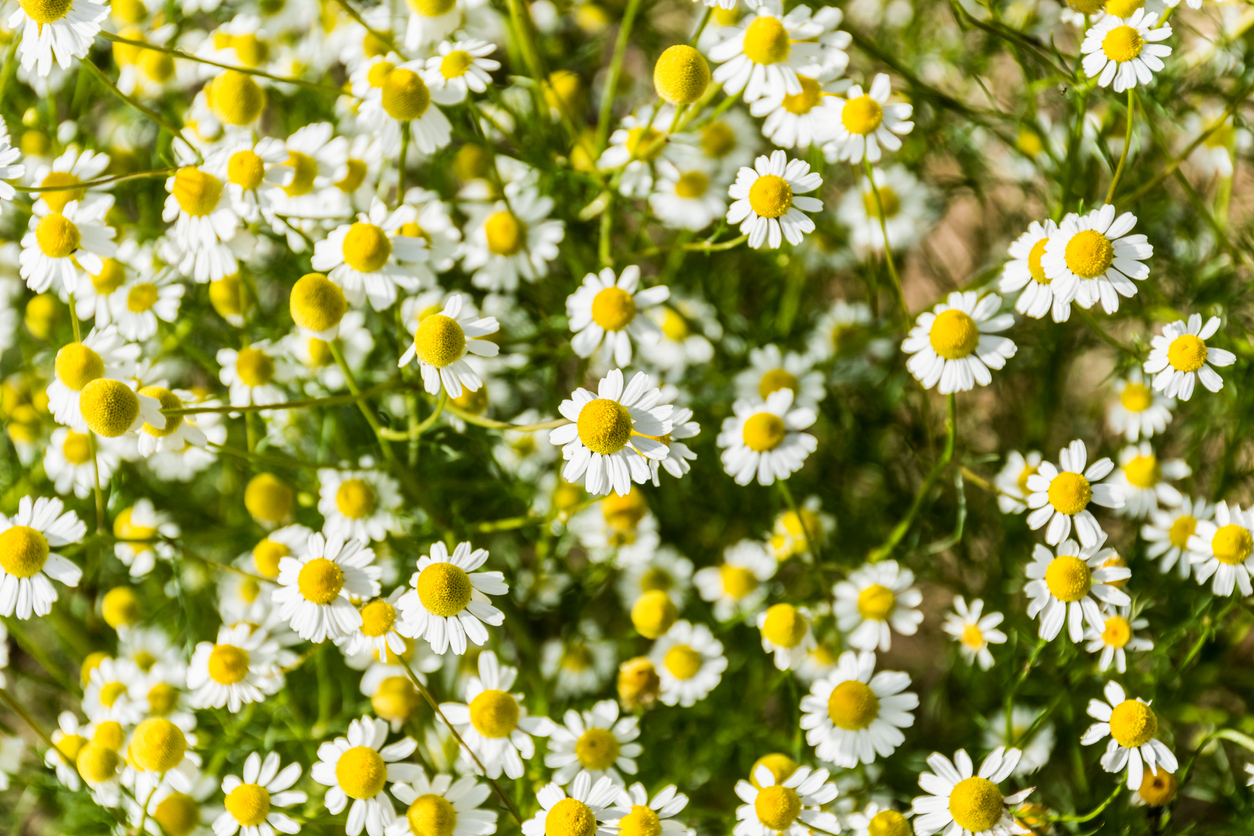 herbs that help skin