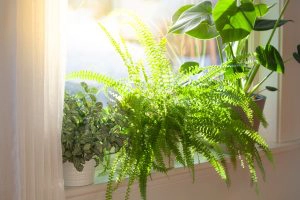 Boost Your Brain Health With Indoor Plants | PrimeWomen