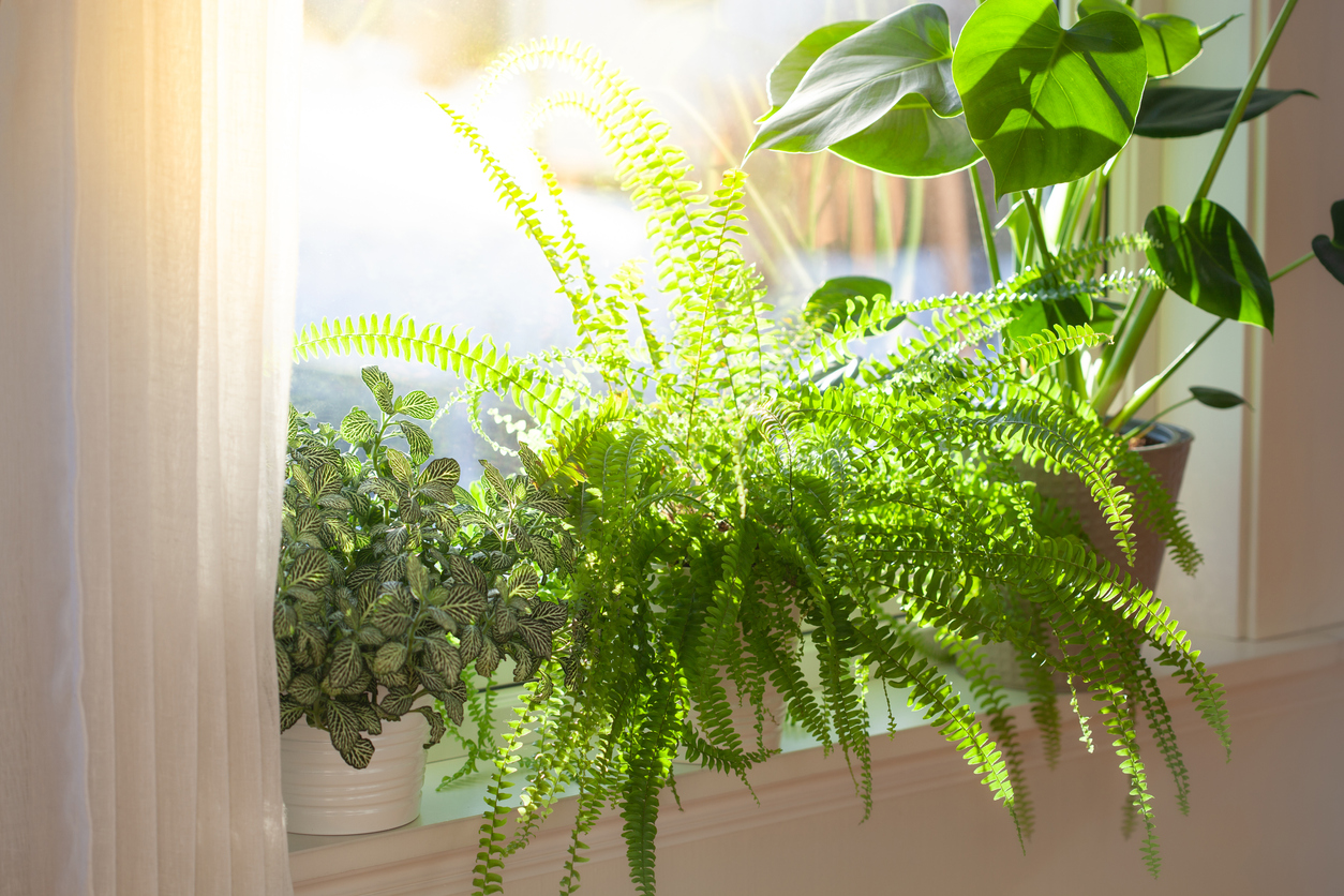 Boost Your Brain Health With Indoor Plants | PrimeWomen