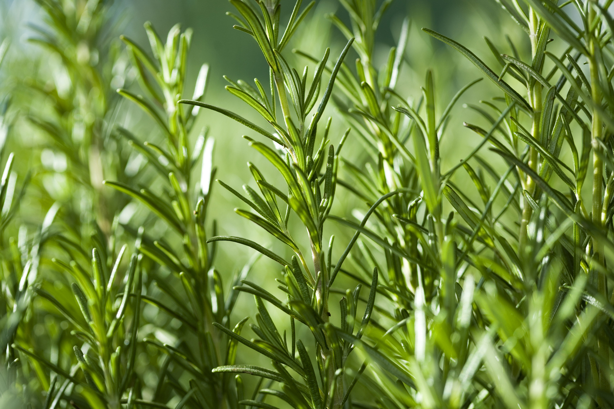 herbs that help skin