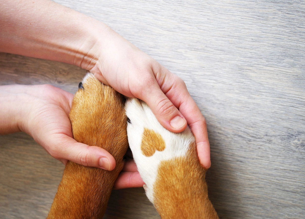 stages of grief after pet loss