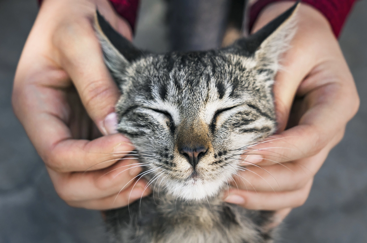 stages of grief after pet loss