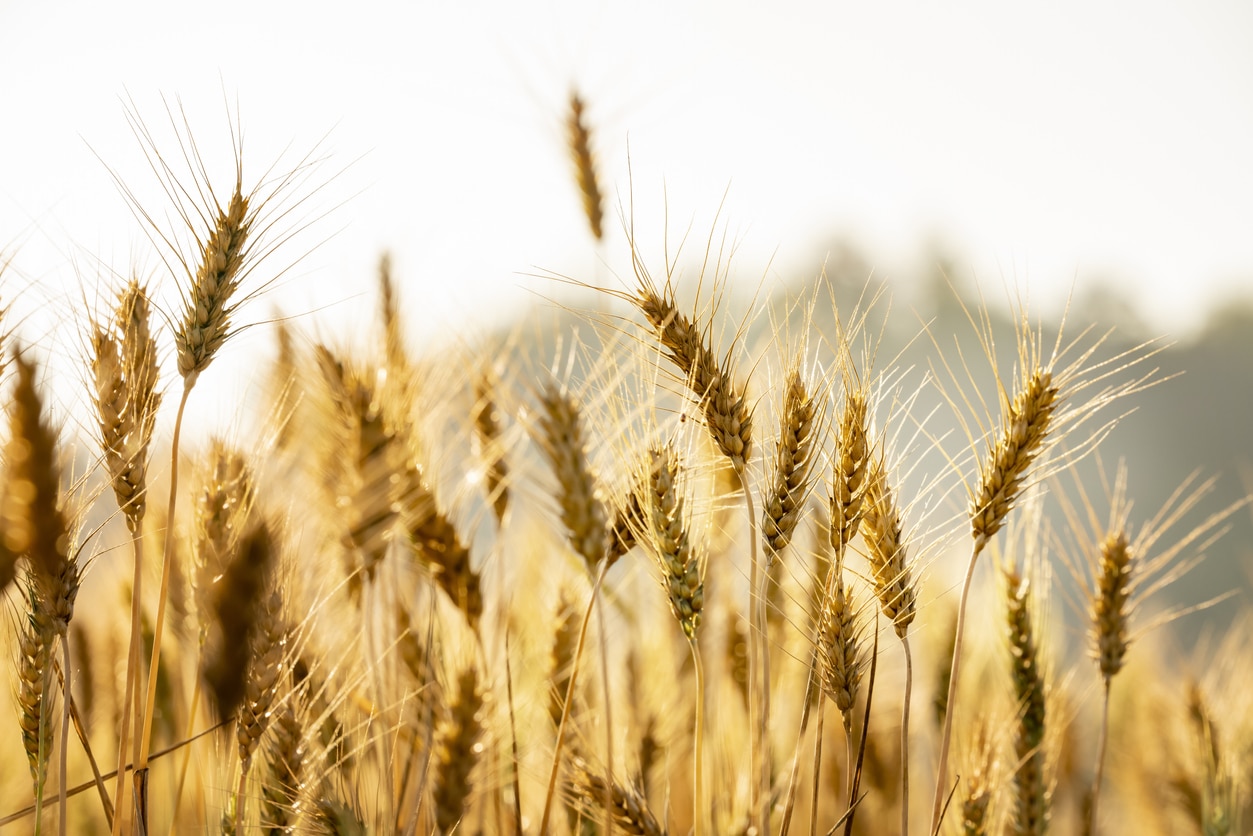Azelaic acid comes from wheat, rye and barley to improve skincare