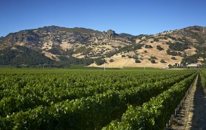 virtual wine companies