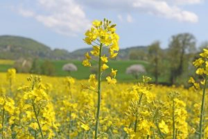mustard seed oil