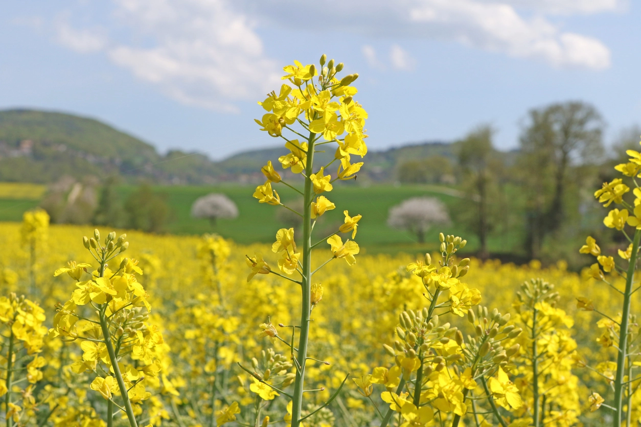 mustard seed oil