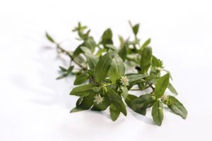 Bhringraj Hair oil