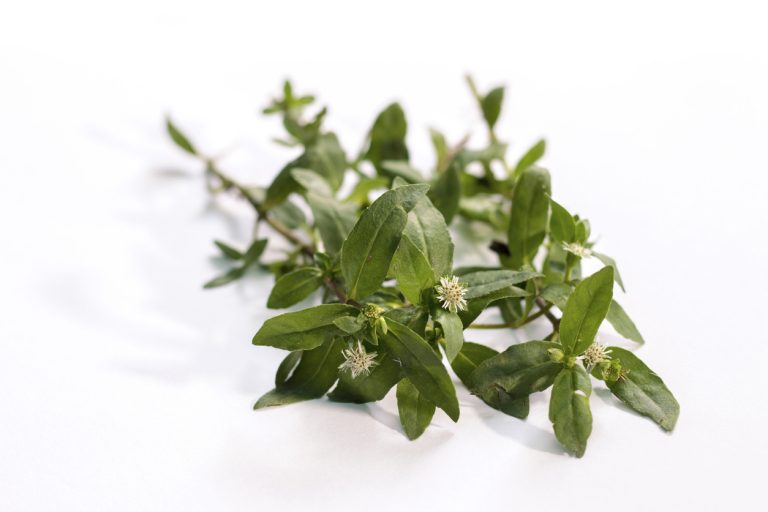 Bhringraj Hair oil