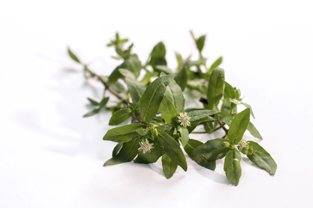 Bhringraj Hair oil