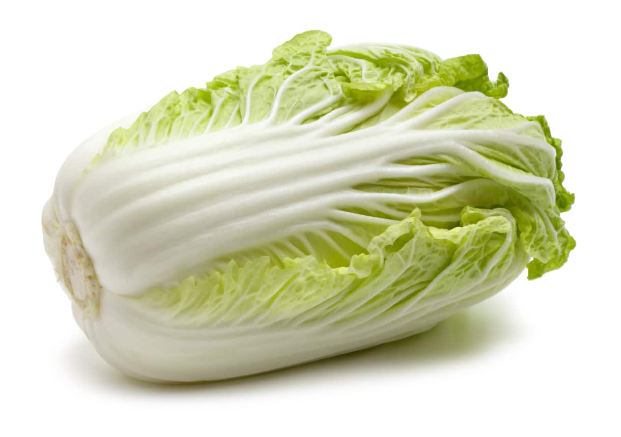 Chinese or Napa Cabbage