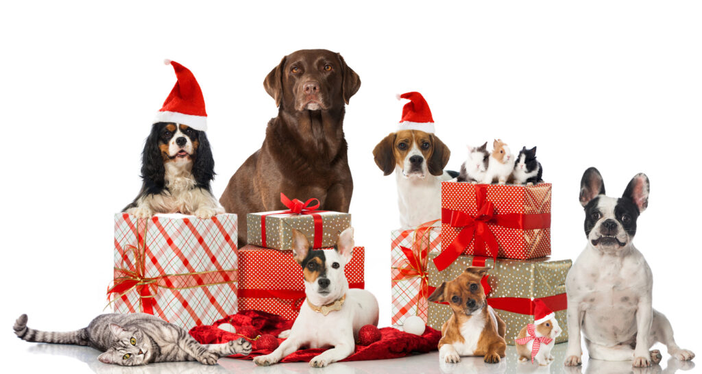 Animals with gifts - gifts for pets and pet lovers