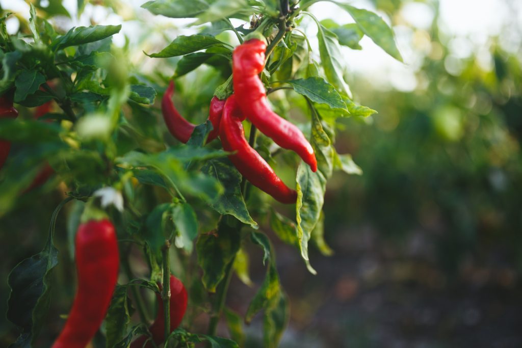 health benefits of chili peppers