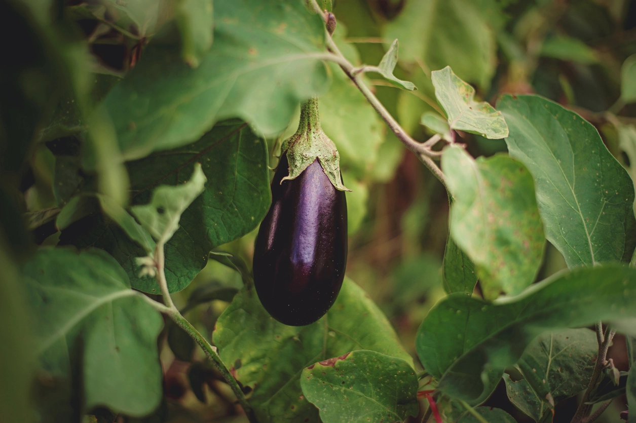 eggplant