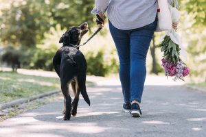 woman walking dog
