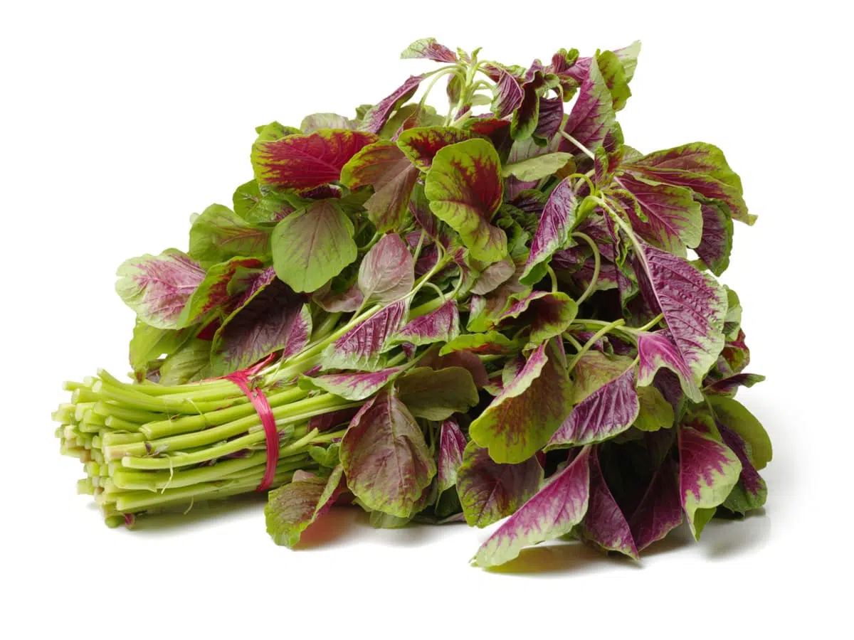 Amaranth Greens