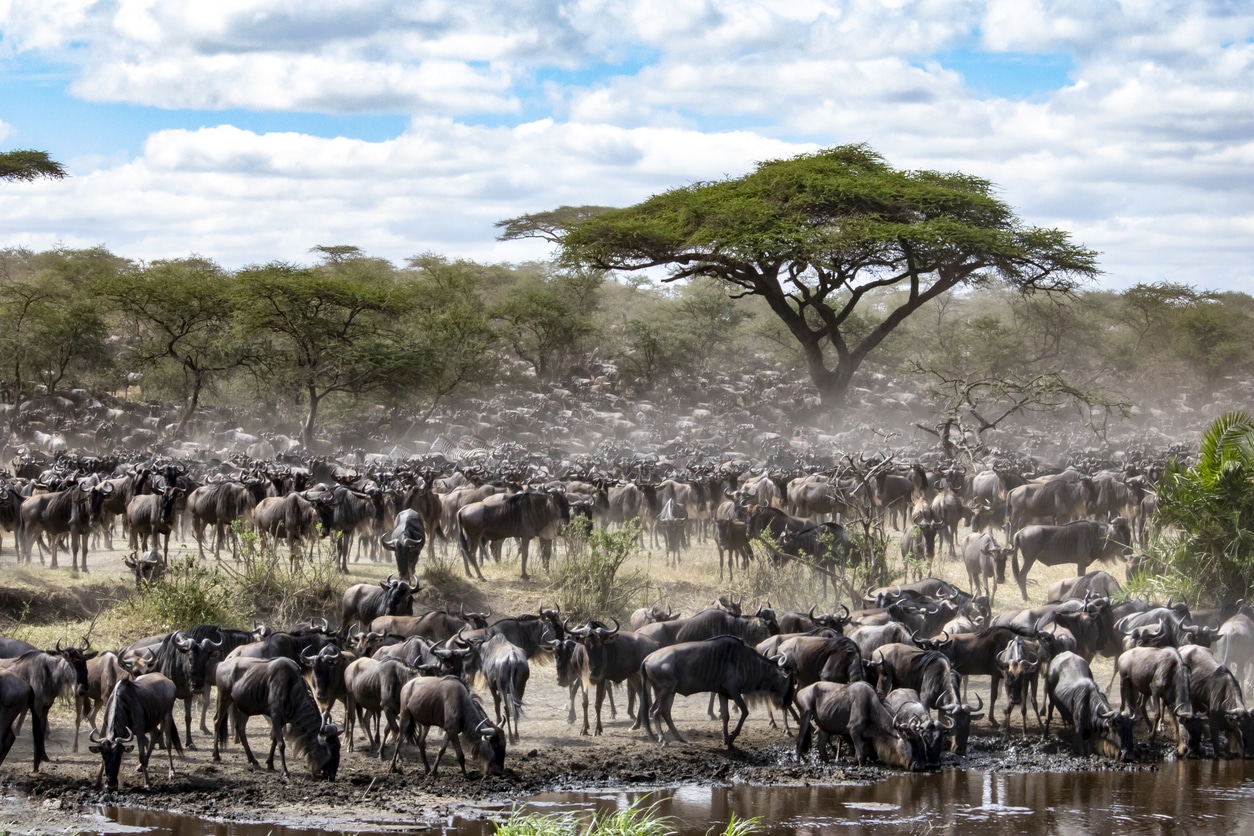Migration at Masa Mara