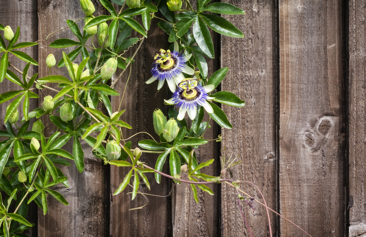 Passion Flower