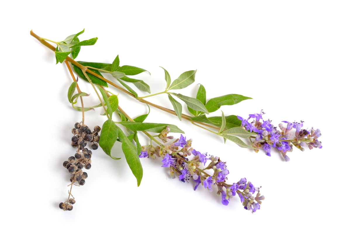 Chasteberry herbs and supplements for menopause.