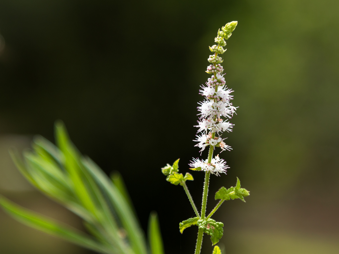 Black cohosh herbs and supplements for menopause.