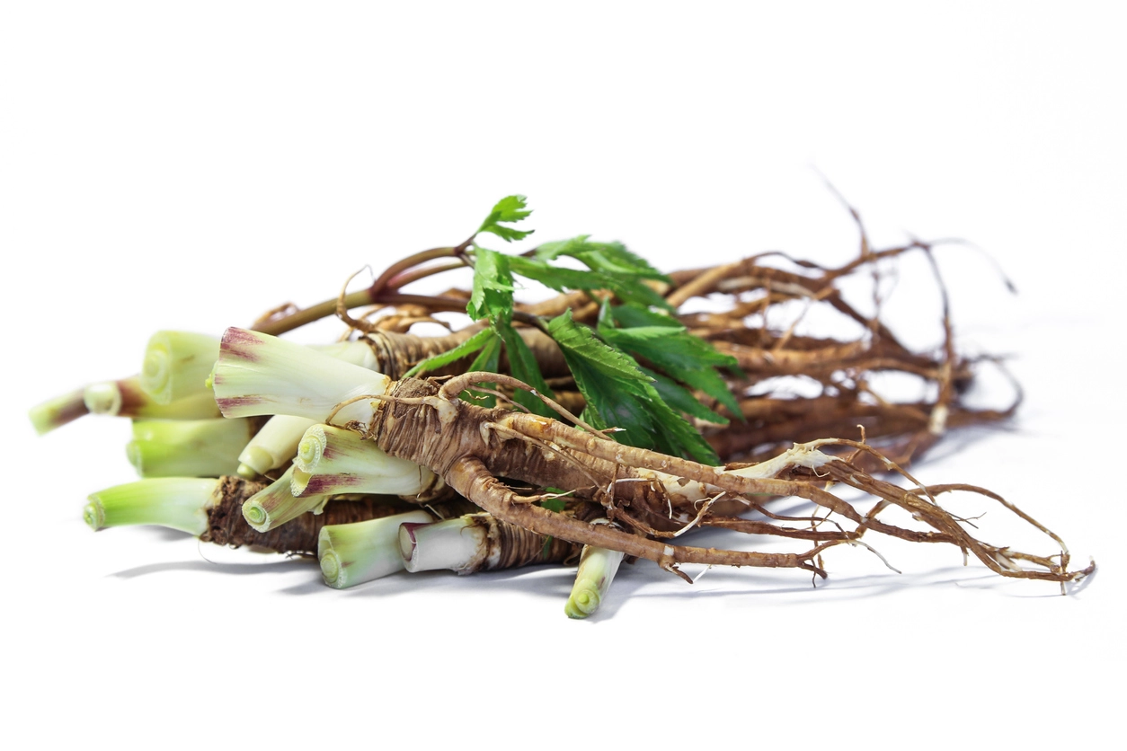 Dong Quai herbs and supplements for menopause.