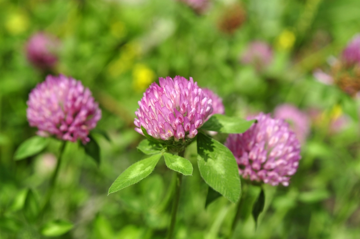 Red Clover herbs and supplements for menopause.
