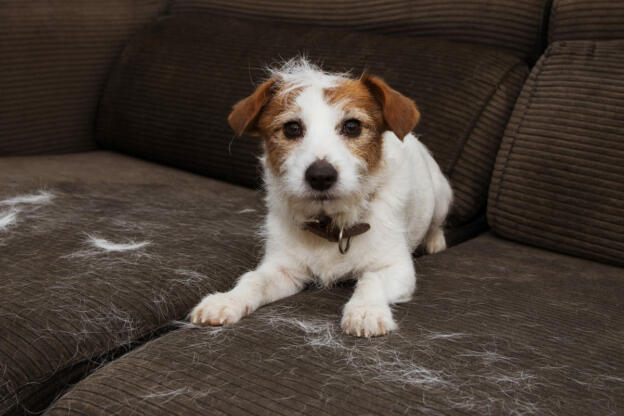 5 ways to fix thinning hair dog on couch