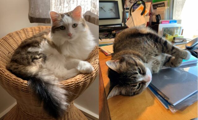 Chris Koski's cats Dot and Dash