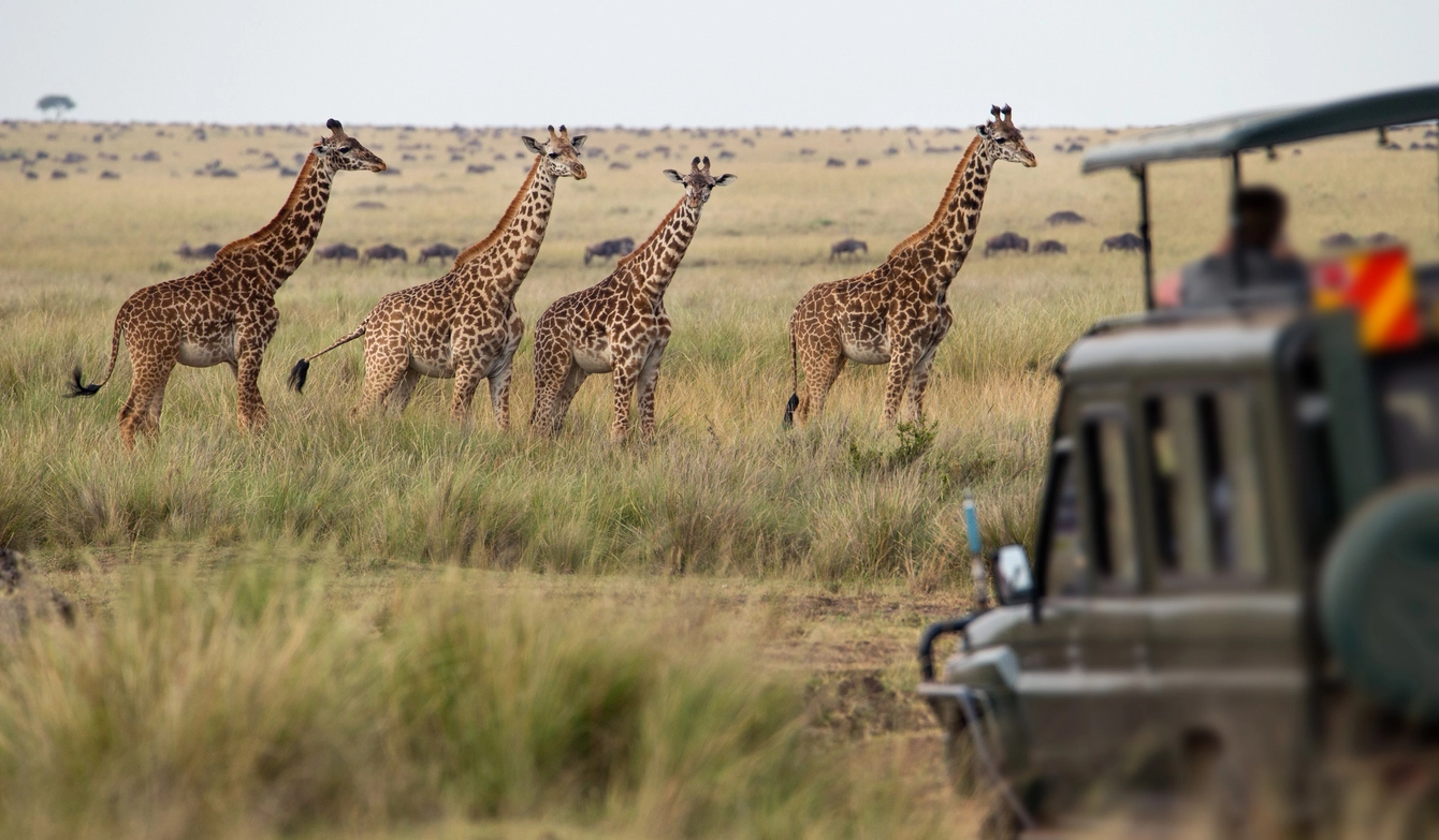 Plan your next trip, maybe a safari