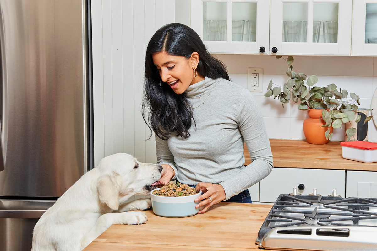 Ollie fresh dog food