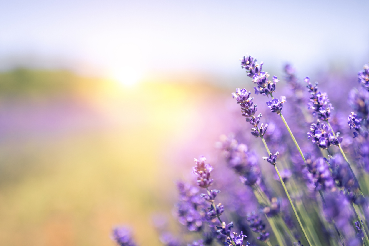 Benefits of aromatherapy when using lavender