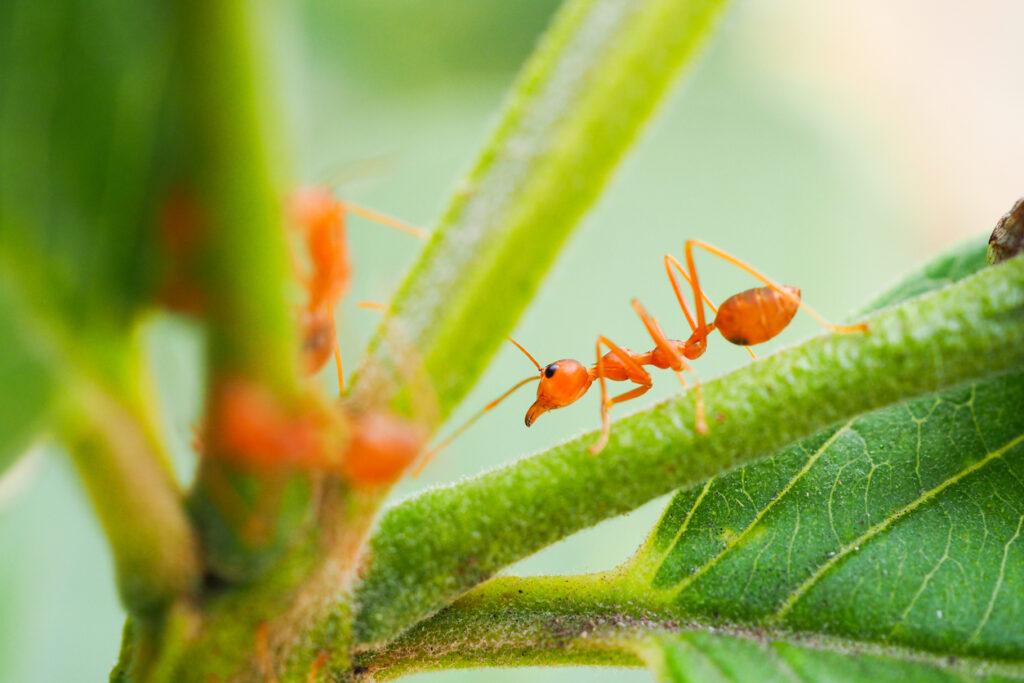 treating fire ant bites