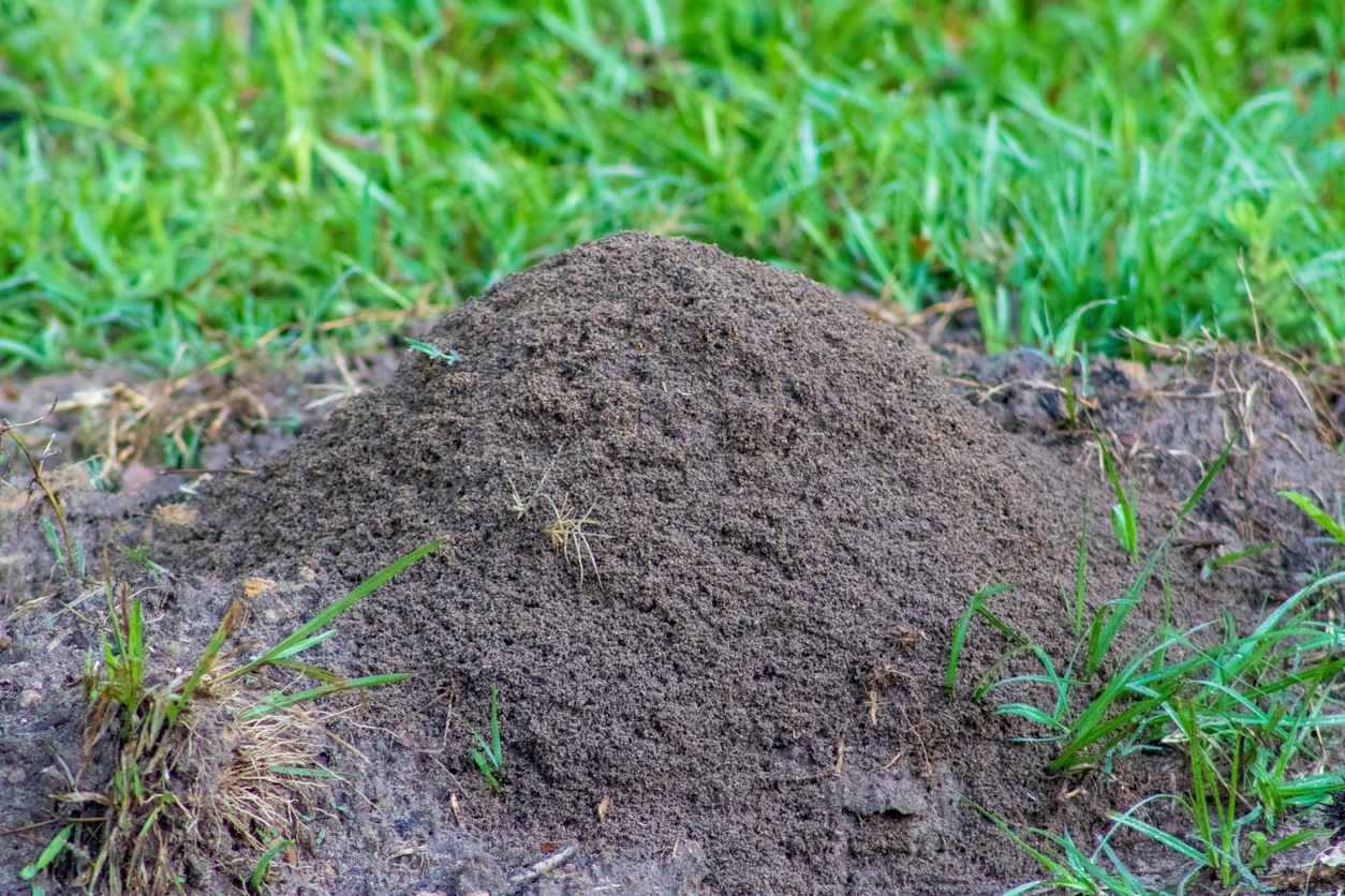treating fire ant bites