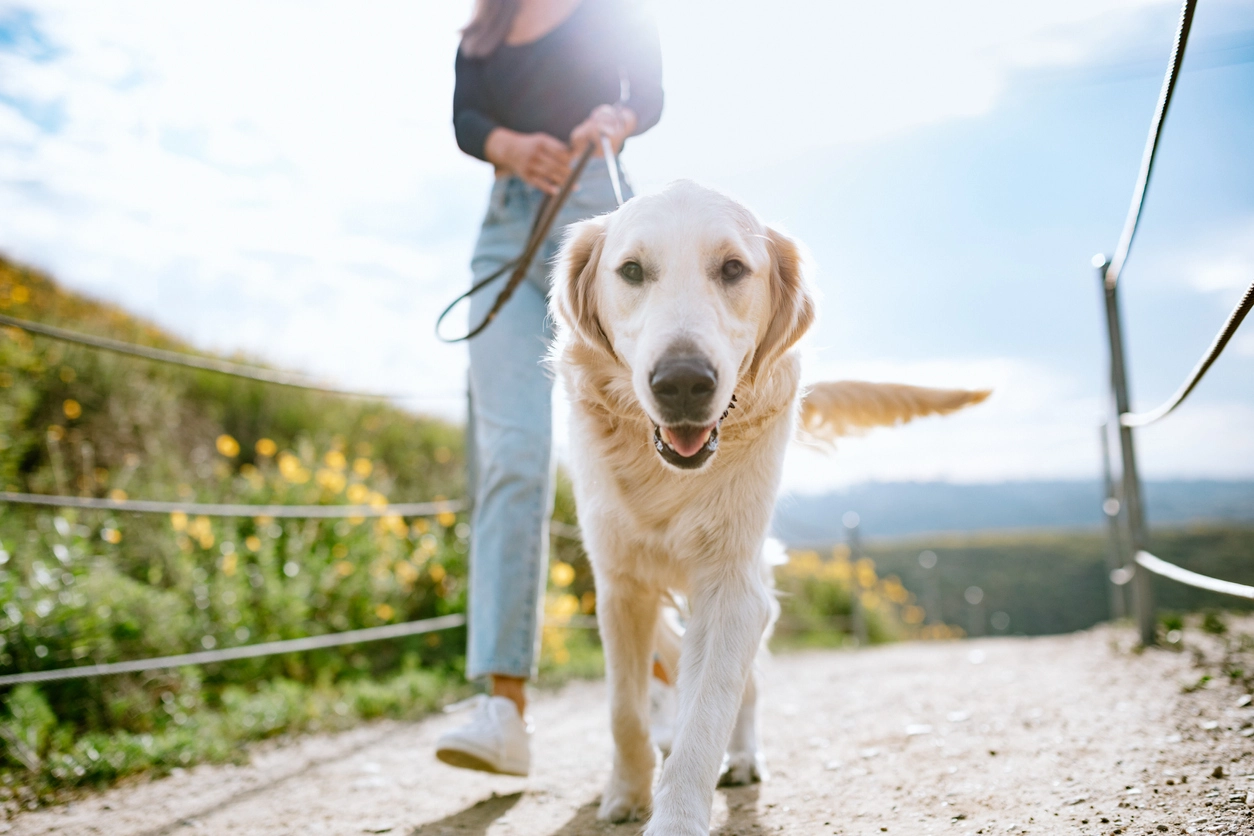 Benefits of walking include stress relief