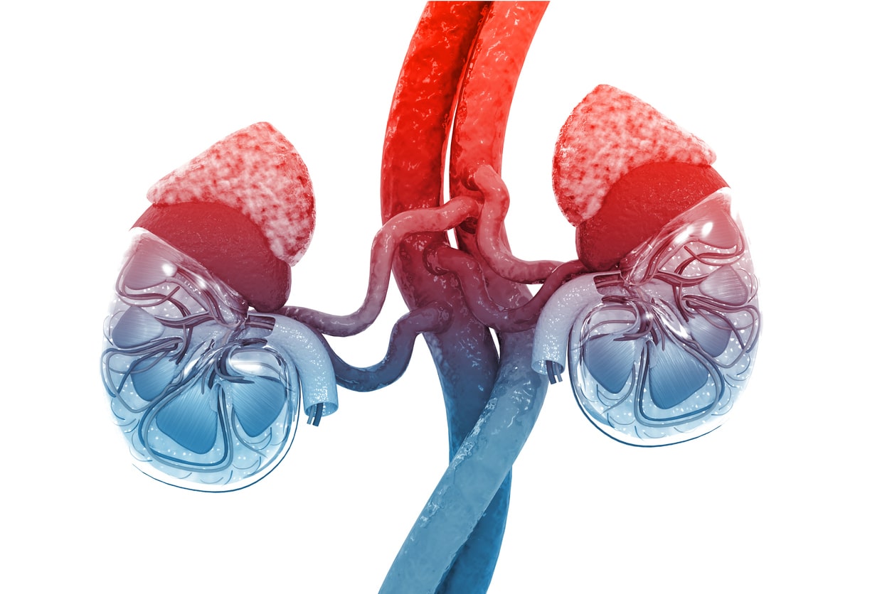 Adrenal gland on kidney