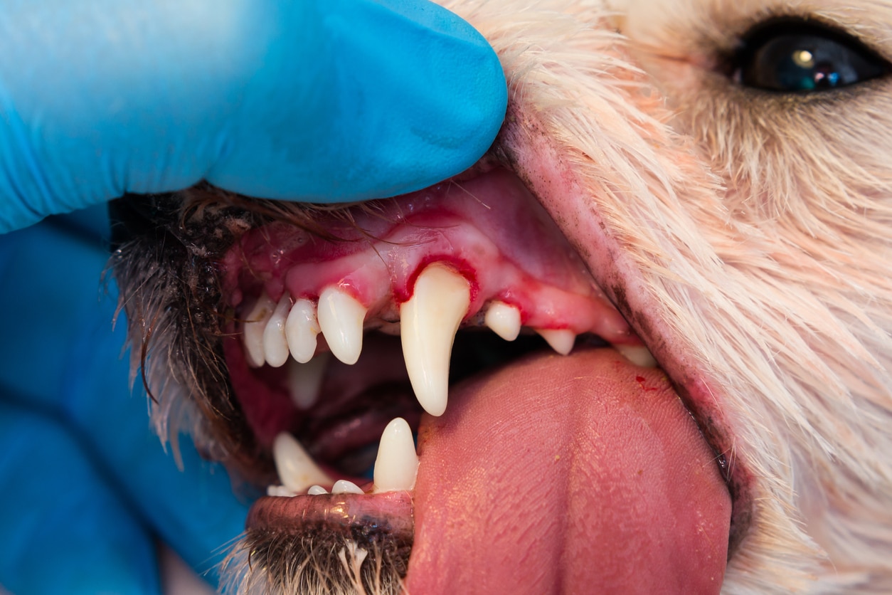 dog with gum disease or periodontitis