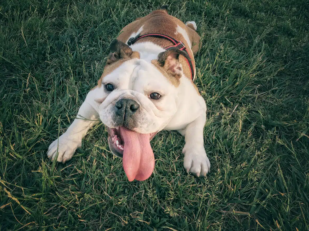 ProBioraPet dog laying in grass