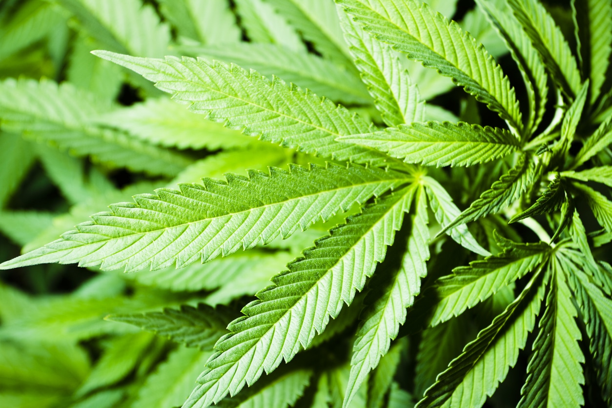 cannabis indica foliage