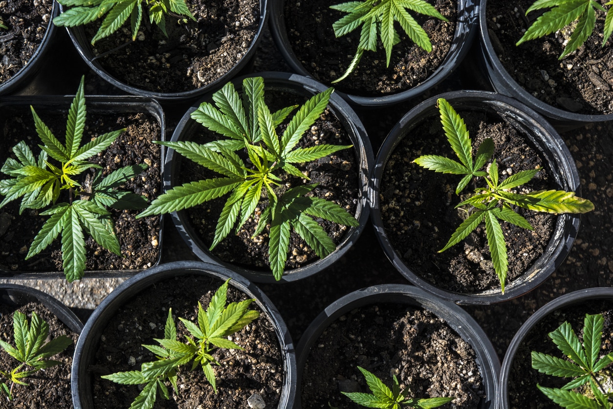Marijuana Cannibis Plants