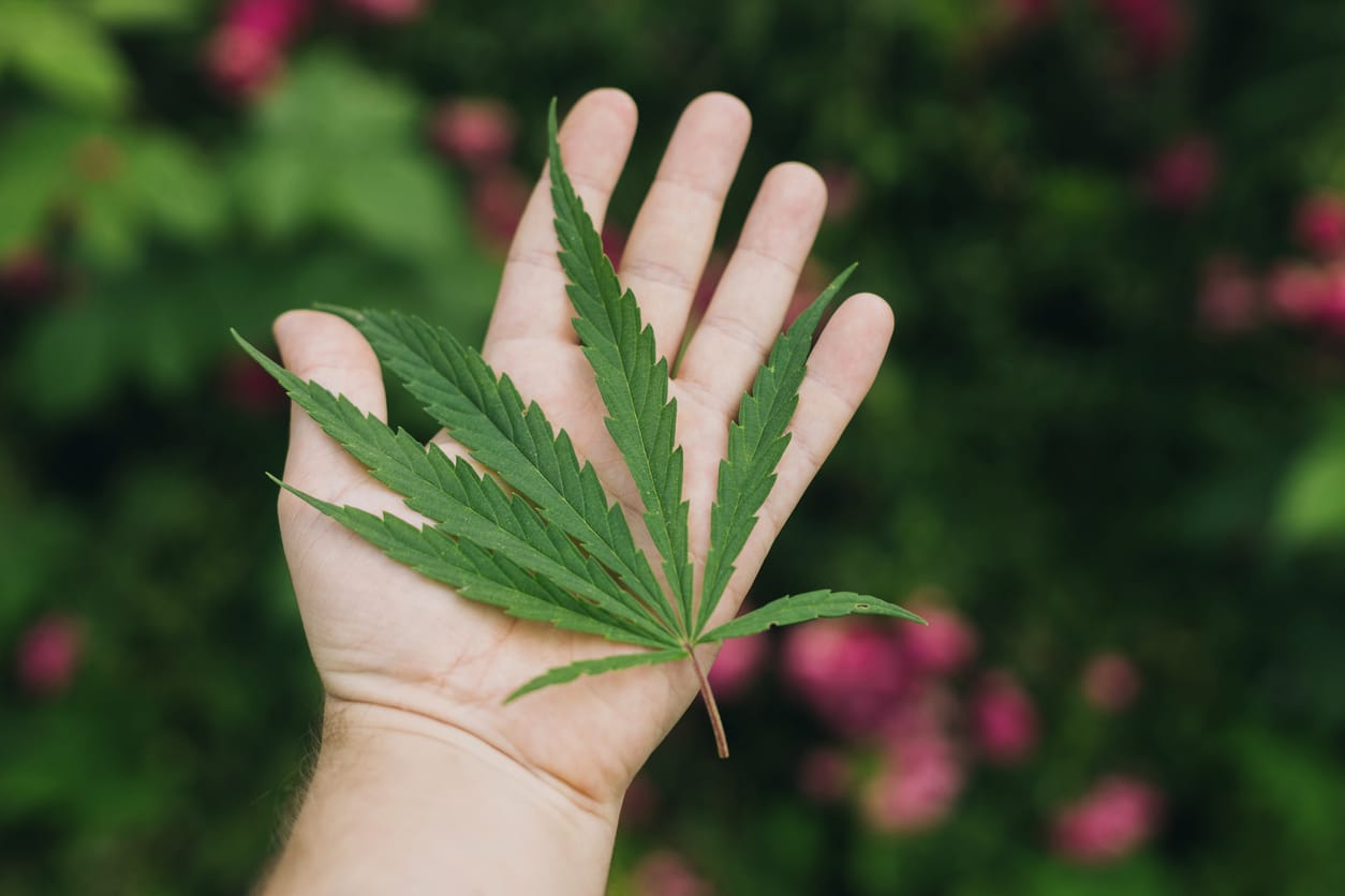 Cannabis Sativa leaf in hand