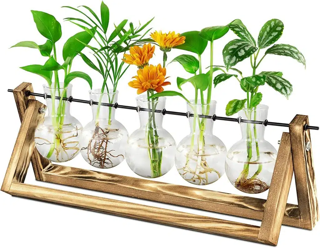 Desktop Air Plant Terrarium with Wooden Stand