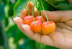 Rainier Cherries health benefits