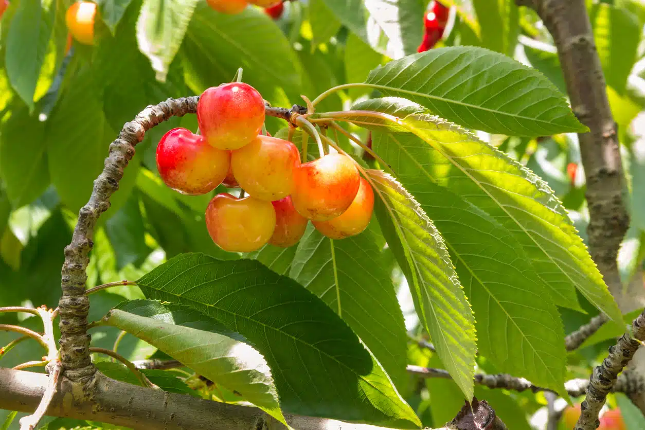 Rainier cherries growing on a tree