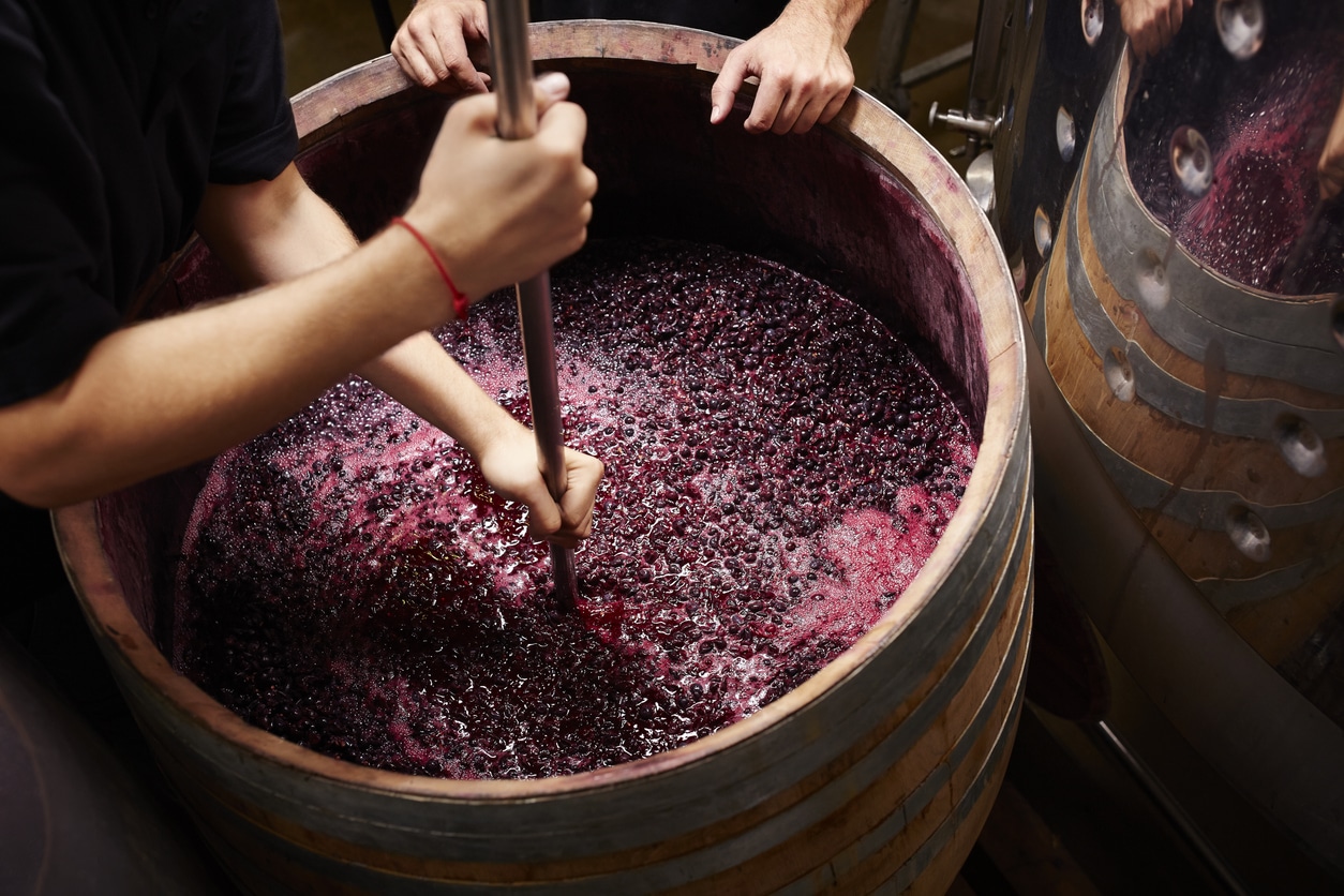 Making red wine - grapes being smashed