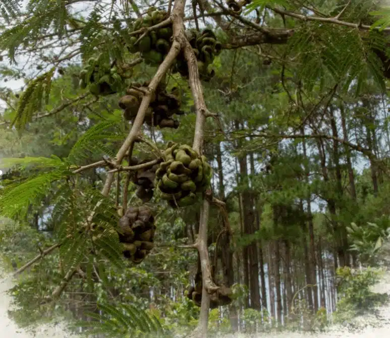 Spicefruit in the tree