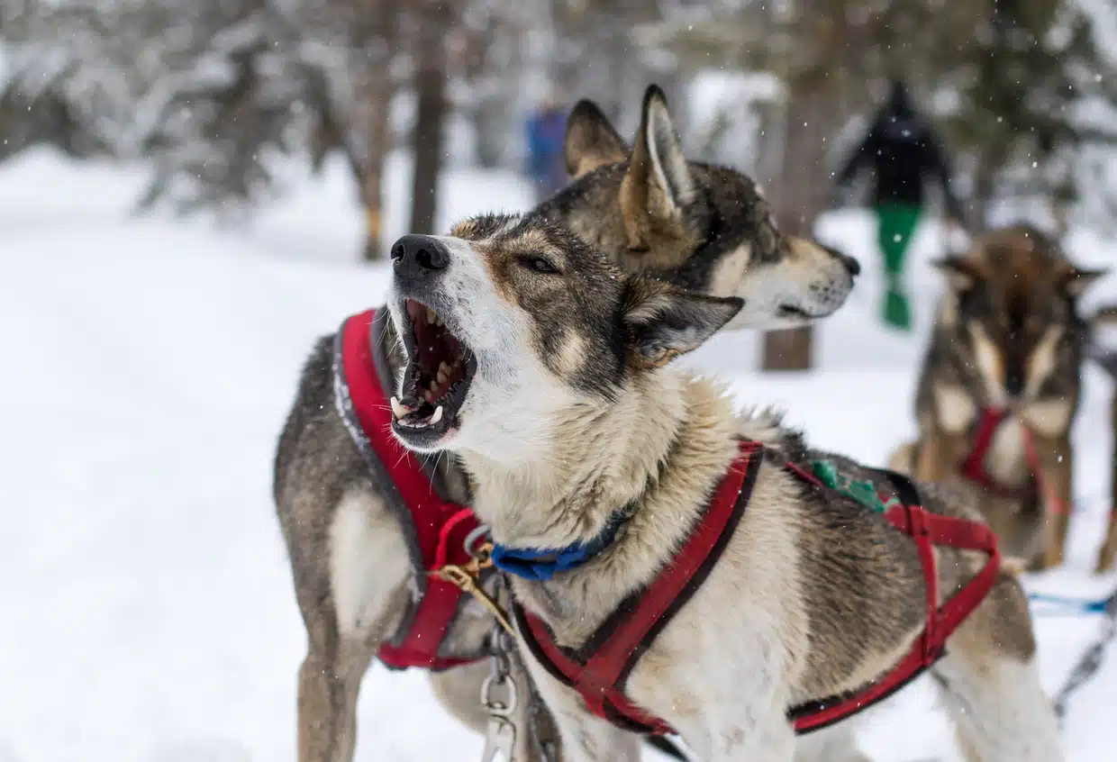 Jackson Hole Dog Sledding