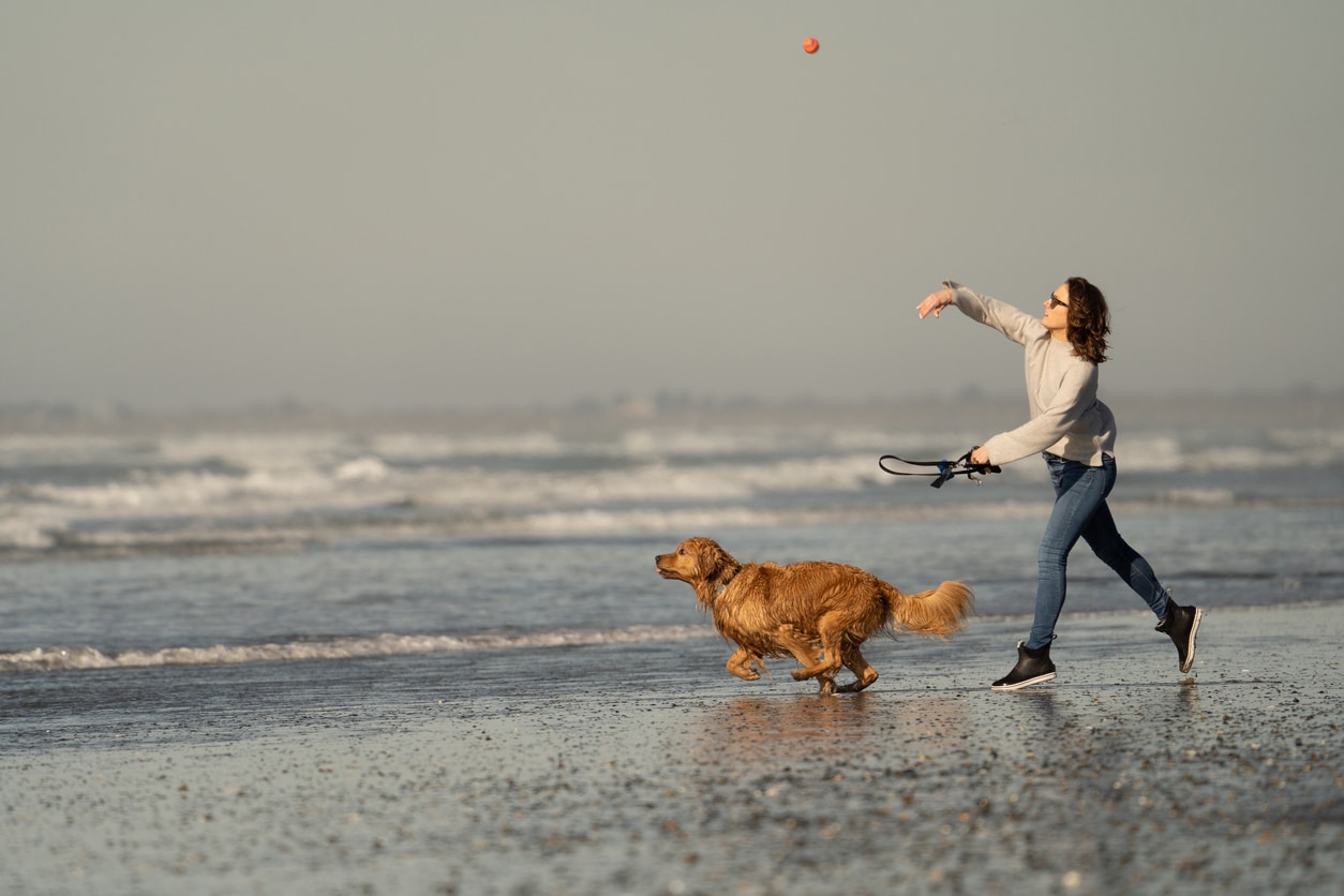 Playing fetch with a dog on the beach