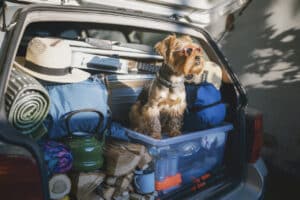 Tips for traveling with a pet