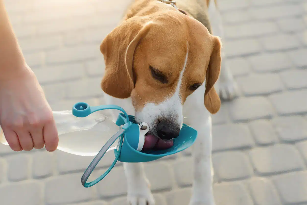 Dog drinking water
